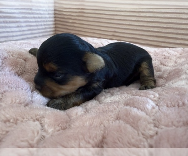 Medium Photo #20 Yorkipoo Puppy For Sale in ARLINGTON, TX, USA