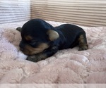 Small Photo #28 Yorkipoo Puppy For Sale in ARLINGTON, TX, USA