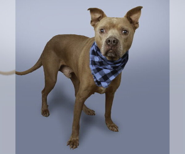 Medium Photo #3 American Pit Bull Terrier-Unknown Mix Puppy For Sale in Stratham, NH, USA