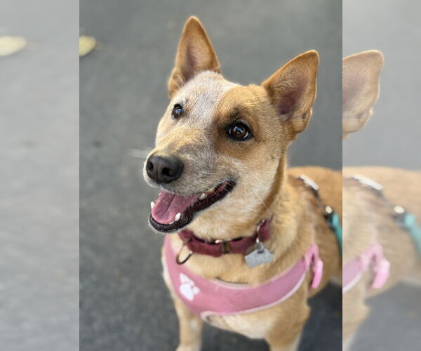 Medium Photo #3  Puppy For Sale in , 