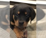 Small #7 Rottweiler