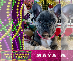 French Bulldog Puppy for sale in HEATHROW, FL, USA