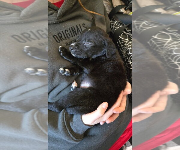 Medium Photo #4 Boxer-German Shepherd Dog Mix Puppy For Sale in Aurora, IN, USA