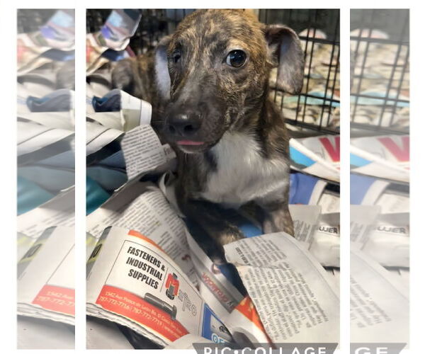 Medium Photo #5 Chihuahua-Unknown Mix Puppy For Sale in Virginia Beach, VA, USA