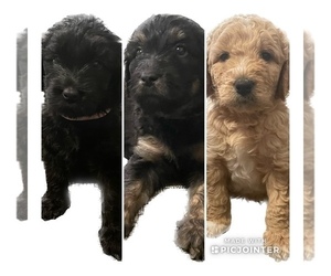 Doodle-Goldendoodle Mix Puppy for sale in RICHLAND, WA, USA