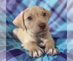 Small Labrador Retriever Mix