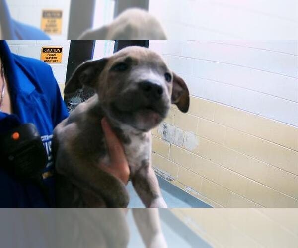 Medium Photo #1 American Pit Bull Terrier-Unknown Mix Puppy For Sale in Tulsa, OK, USA