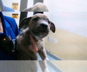 American Pit Bull Terrier-Unknown Mix Dogs for adoption in Tulsa, OK, USA