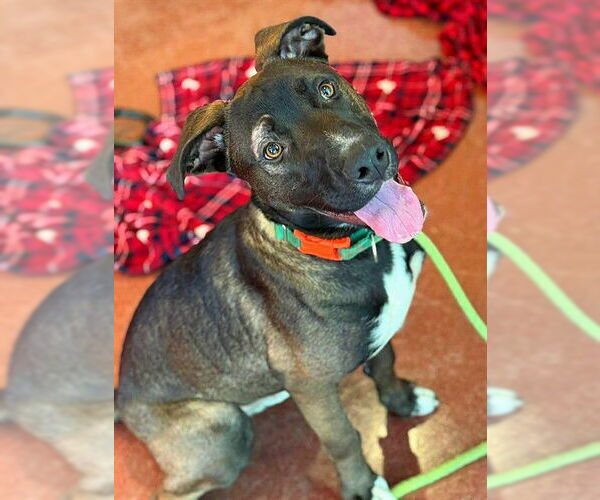 Medium Photo #2 Mutt Puppy For Sale in Sacramento, CA, USA