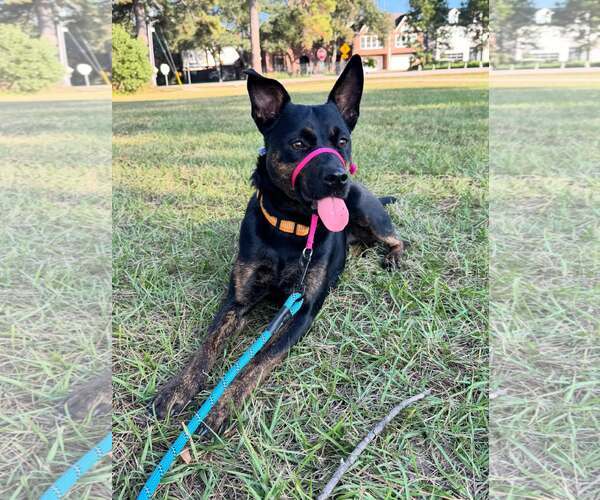 Medium Photo #7 Mutt Puppy For Sale in Houston, TX, USA