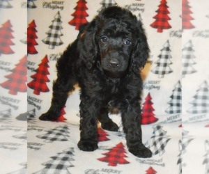 Poodle (Standard) Puppy for Sale in ASPERMONT, Texas USA