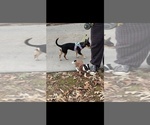Small Photo #9 Chihuahua Puppy For Sale in MARIETTA, GA, USA