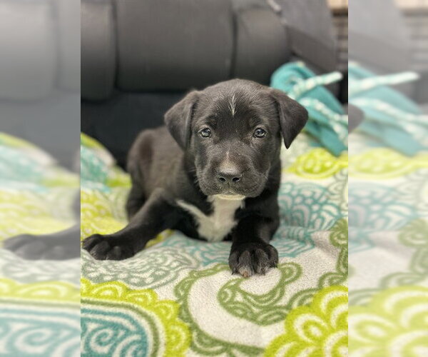 Medium Photo #1 Labrador Retriever-Unknown Mix Puppy For Sale in Stockton, CA, USA