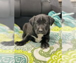 Small Labrador Retriever Mix