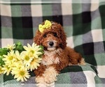 Small Photo #8 Cavapoo Puppy For Sale in BIRD IN HAND, PA, USA