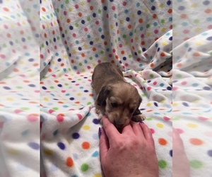 Dachshund Puppy for Sale in HEMPSTEAD, Texas USA