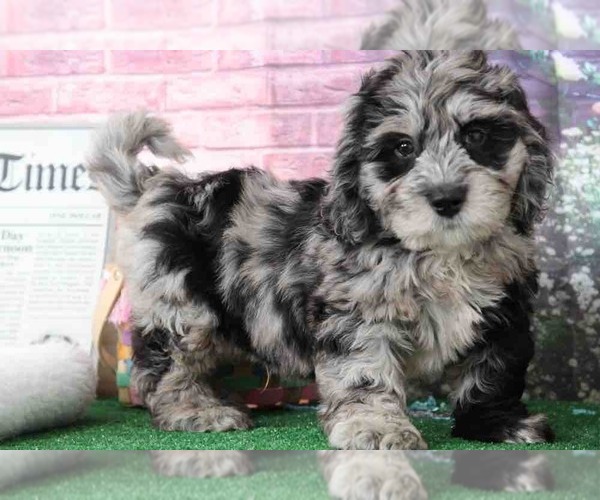 Medium Photo #5 Bernedoodle Puppy For Sale in BEL AIR, MD, USA