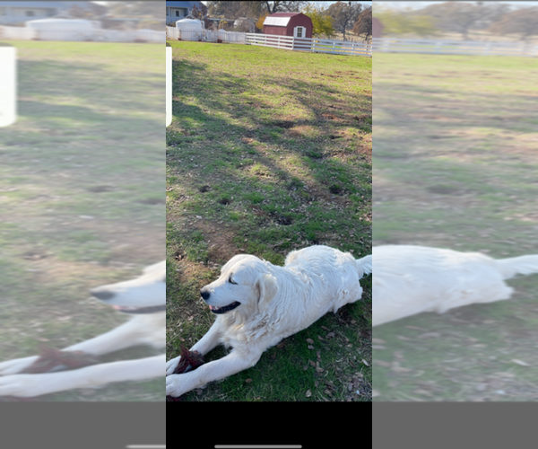 Medium Photo #1 Golden Retriever Puppy For Sale in MERCED, CA, USA