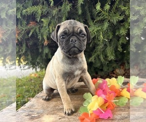 Pug Puppy for sale in MIDDLEBURY, IN, USA
