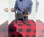 Small Photo #2 Labrador Retriever Puppy For Sale in SAINT JOSEPH, MO, USA