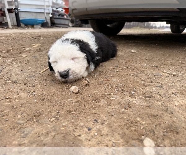 Medium Photo #5 Old English Sheepdog Puppy For Sale in MESICK, MI, USA