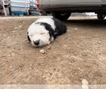 Small #4 Old English Sheepdog