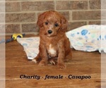 Small #3 Cavapoo