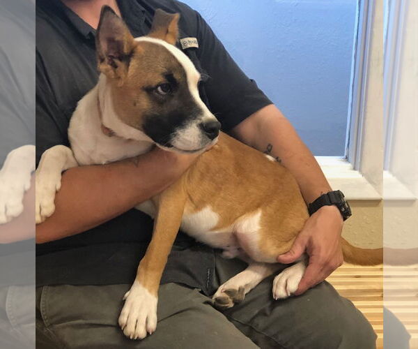 Medium Photo #1 Labrador Retriever-Unknown Mix Puppy For Sale in Amarillo, TX, USA