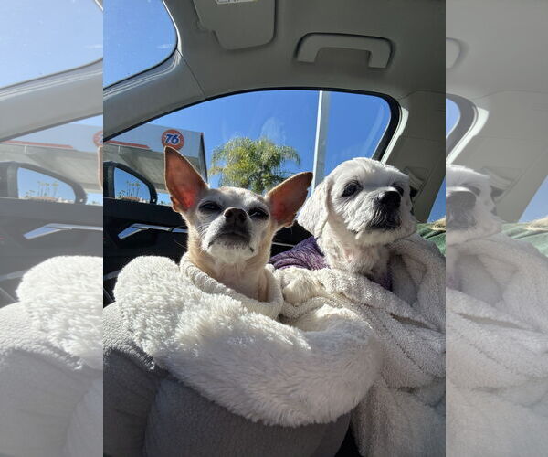 Medium Photo #8 Maltese-Unknown Mix Puppy For Sale in Newport Beach, CA, USA