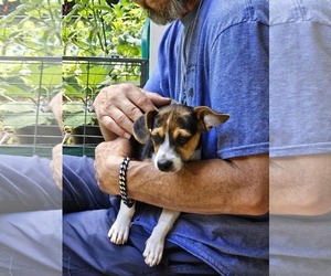 Beagle Dogs for adoption in Arlington, WA, USA