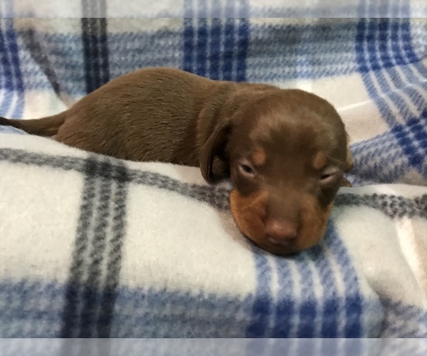 Medium Photo #3 Dachshund Puppy For Sale in MIDDLETOWN, IN, USA