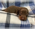 Small Photo #3 Dachshund Puppy For Sale in MIDDLETOWN, IN, USA