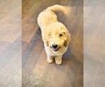 Puppy Blaze Poodle (Standard)