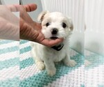 Small Photo #1 Maltese Puppy For Sale in MUSCATINE, IA, USA