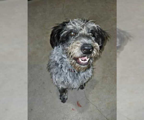 Medium Photo #2 Poodle (Standard)-Unknown Mix Puppy For Sale in Grafton, WI, USA