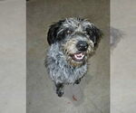 Small #1 Poodle (Standard) Mix