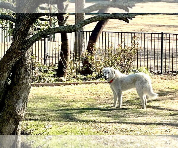 Medium Photo #8 Great Pyrenees Puppy For Sale in Spring, TX, USA