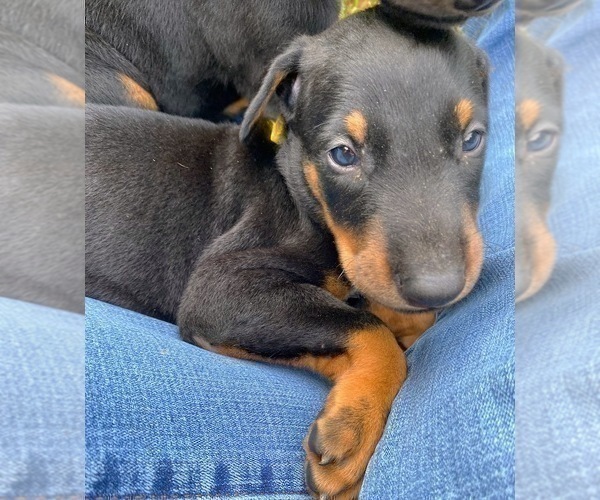 Medium Photo #18 Doberman Pinscher Puppy For Sale in MILL SPRING, NC, USA