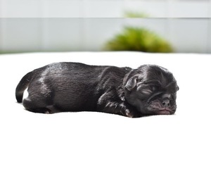 Pug Puppy for sale in PALM COAST, FL, USA