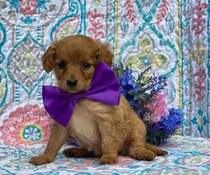 Cavapoo Puppy for sale in LANCASTER, PA, USA