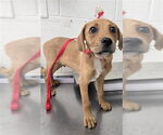 Small Labrador Retriever Mix