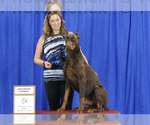Small Photo #2 Doberman Pinscher Puppy For Sale in CALDWELL, TX, USA