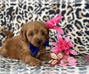 Goldendoodle (Miniature) Puppy for sale in LANCASTER, PA, USA