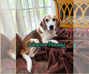 Beagle Dogs for adoption in Dunnellon, FL, USA