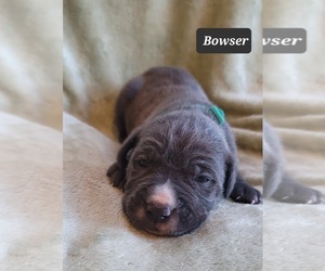 Cane Corso Puppy for sale in MINERAL WELLS, WV, USA