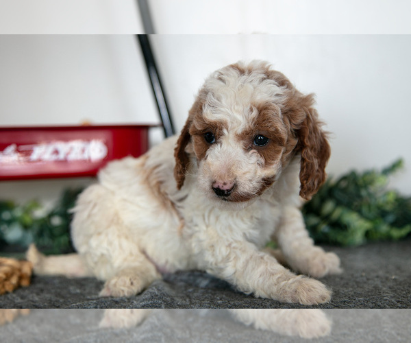 Medium Photo #15 Poodle (Miniature) Puppy For Sale in CHRISTIANA, PA, USA