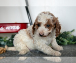 Small Photo #15 Poodle (Miniature) Puppy For Sale in CHRISTIANA, PA, USA