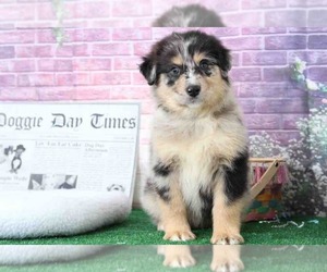 Miniature Australian Shepherd Puppy for sale in BEL AIR, MD, USA