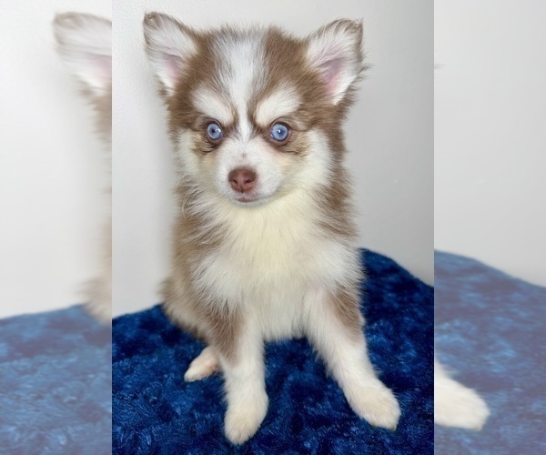 Medium Photo #9 Pomsky Puppy For Sale in NASHUA, NH, USA