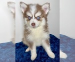 Small #8 Pomsky